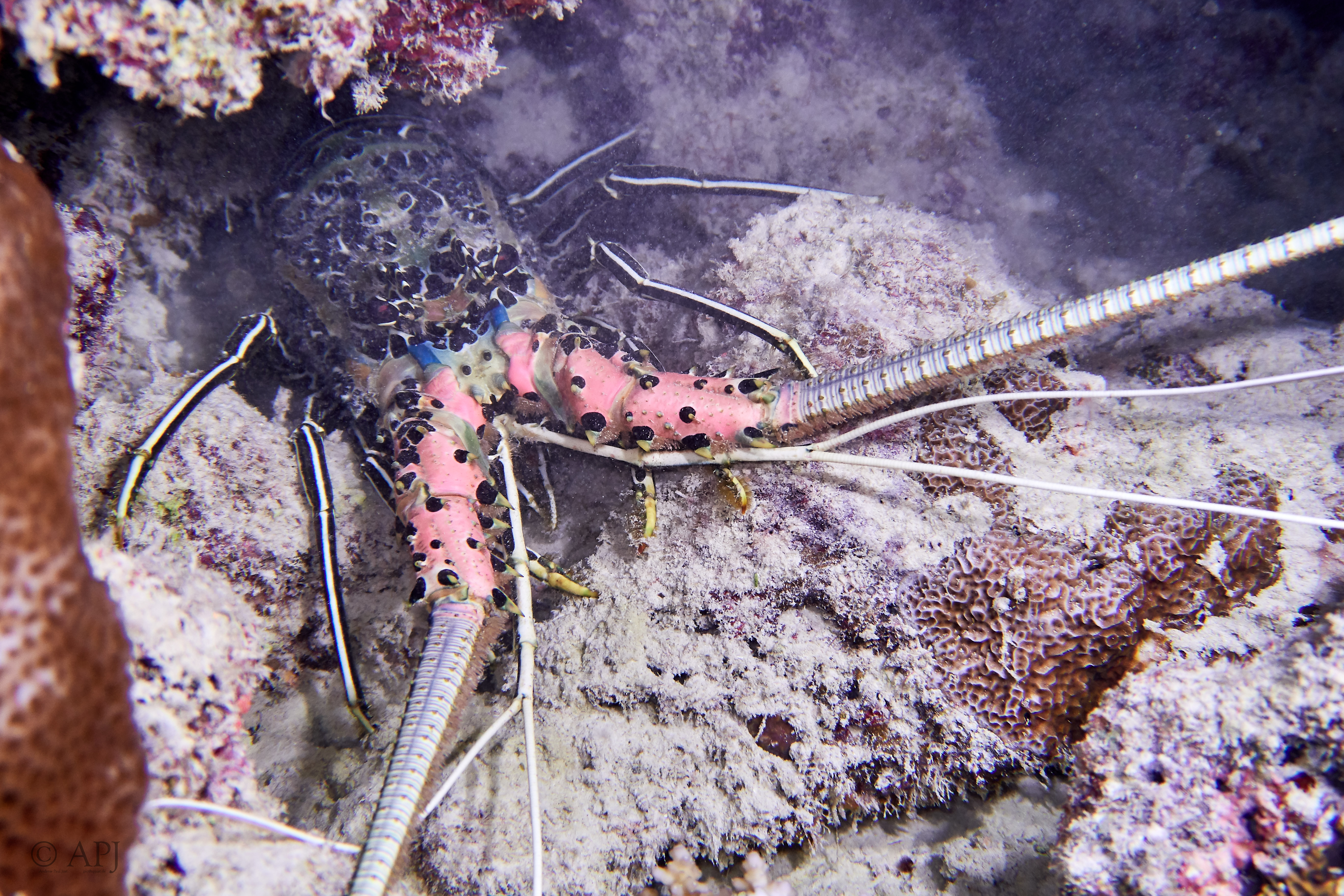 000578 14 08 17  Canon PowerShot G7 X Mark II   Malediven2017